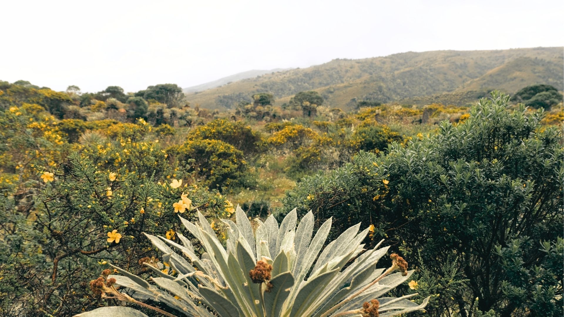 Frailejones en el páramo de Guacheneque, nacimiento del río Bogotá