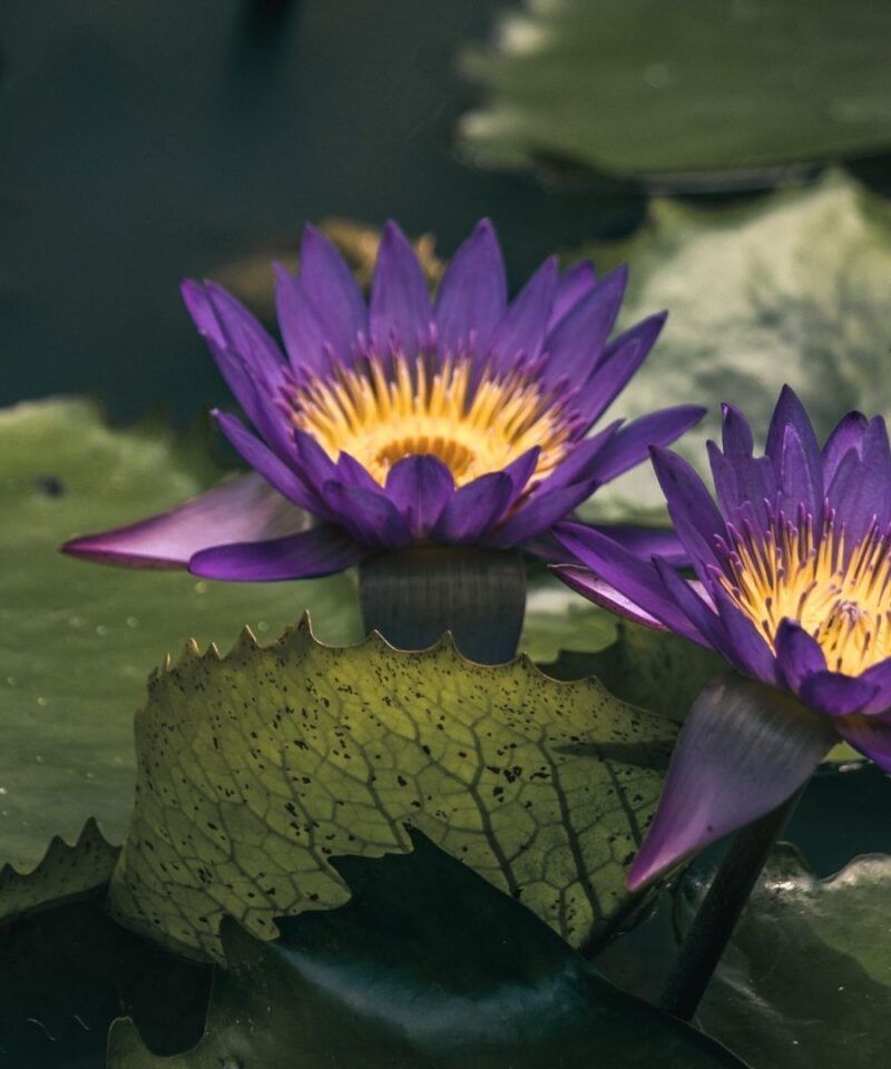 Amazonía, Victorias Regia moradas - Colombia en Tour