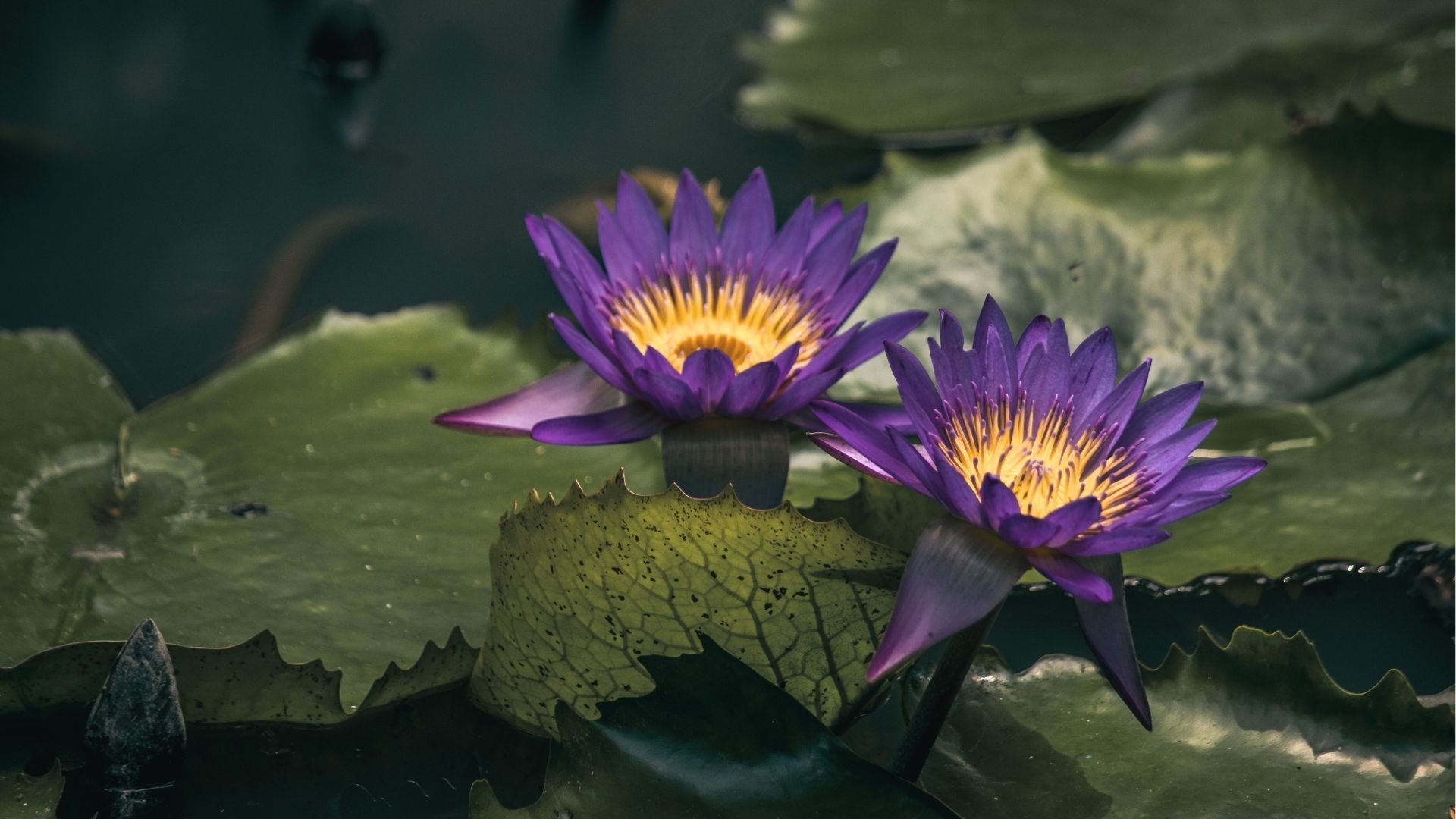 Amazonía, Victorias Regia moradas - Colombia en Tour