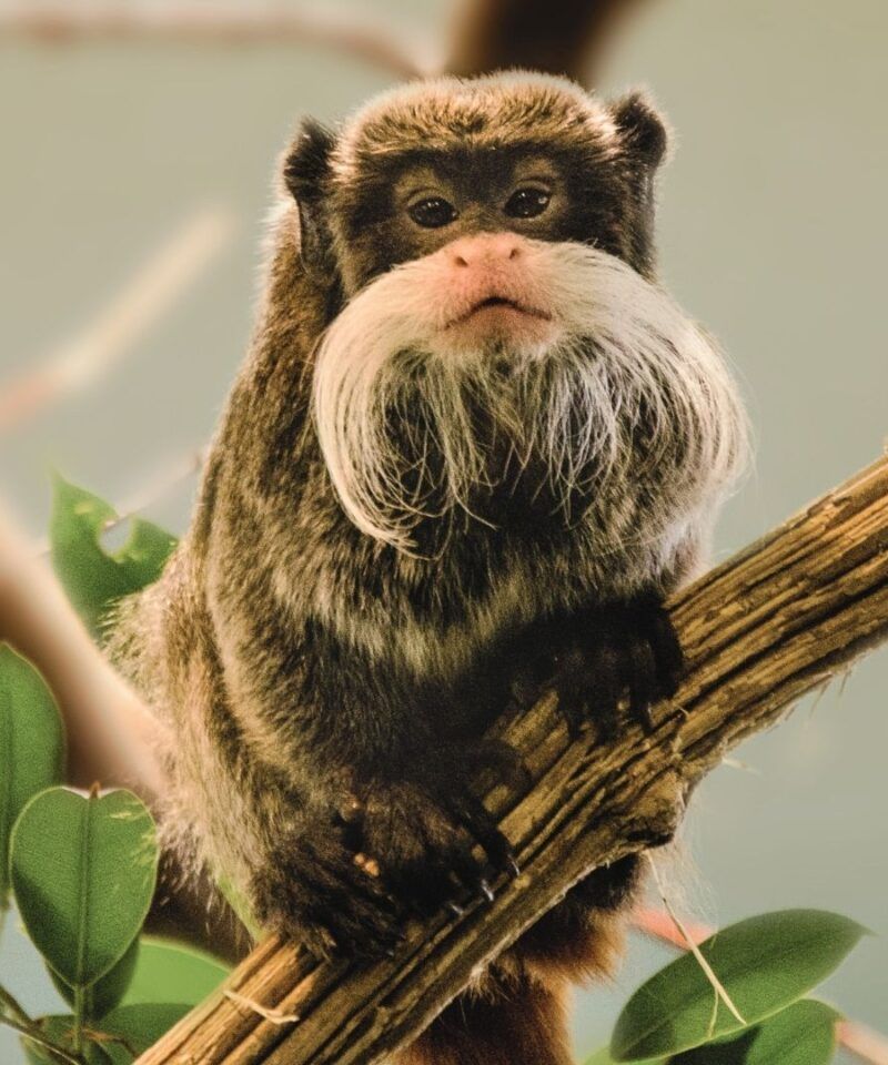 Mono de la Amazonía colombiana, símbolo de la biodiversidad del pulmón del planeta.