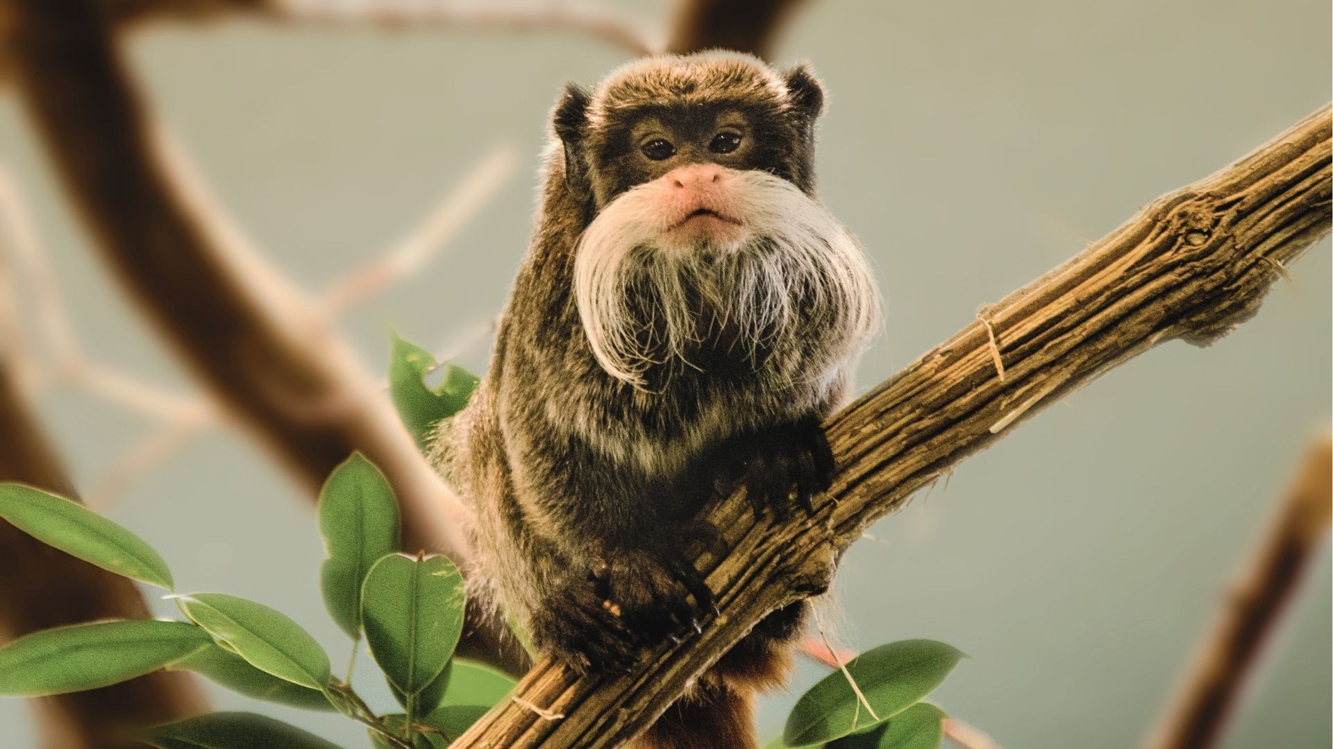 Mono de la Amazonía colombiana, símbolo de la biodiversidad del pulmón del planeta.