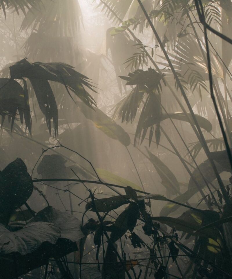 Selva amazónica colombiana vista aérea, lujo natural y biodiversidad única.