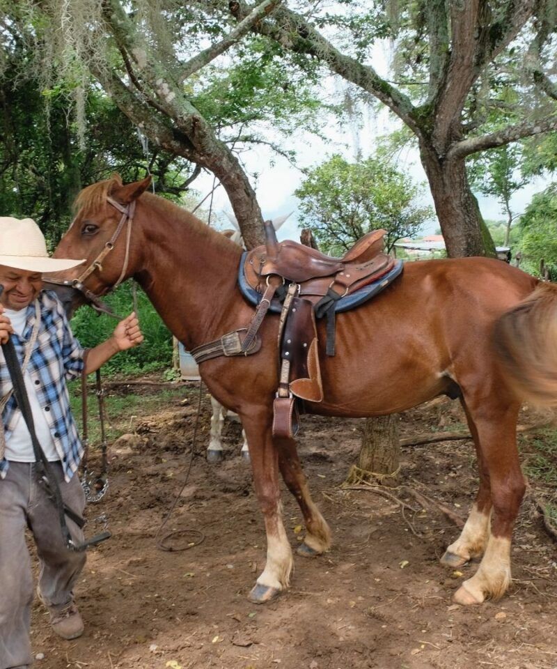 Cabalgata privada en Barichara con Don Vidente, experiencia rural auténtica.