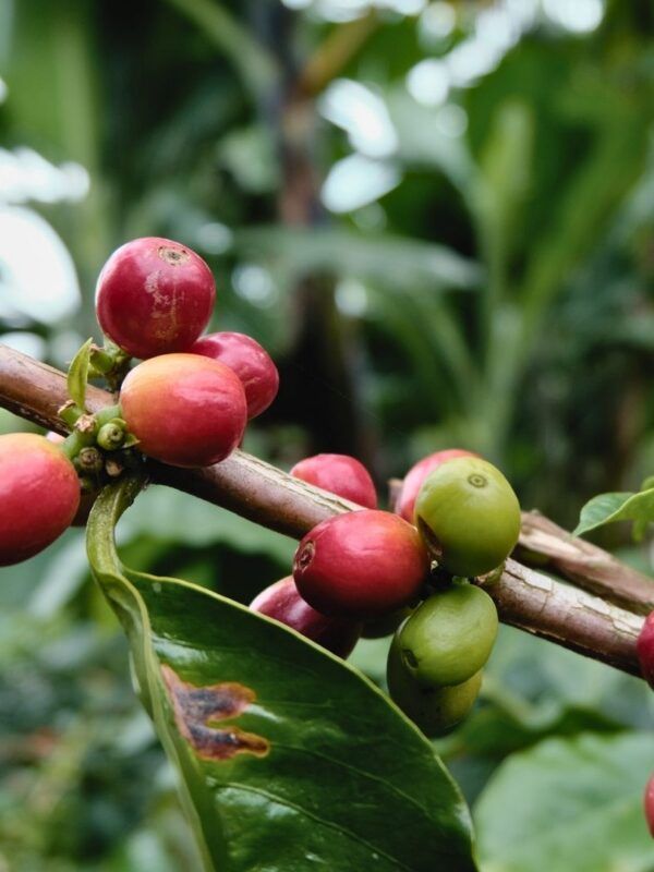 Granos de café maduros en planta, símbolo del lujo natural del Eje Cafetero.