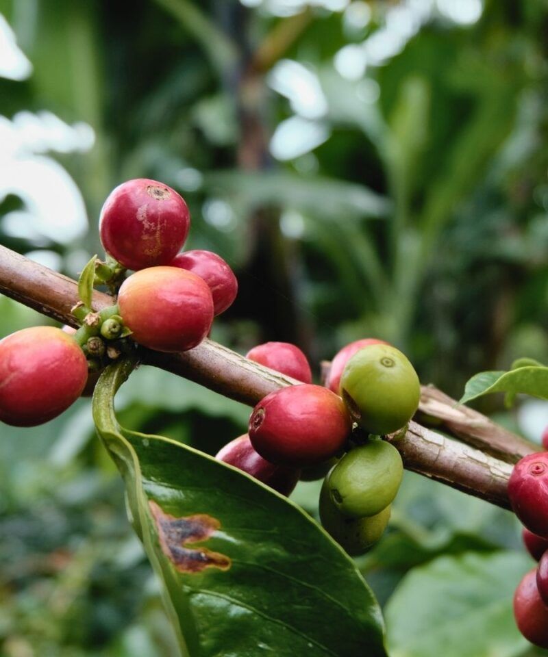 Granos de café maduros en planta, símbolo del lujo natural del Eje Cafetero.