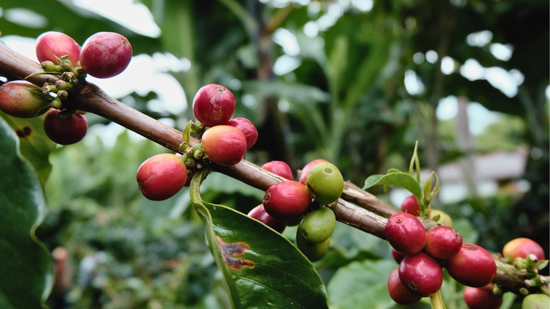 Granos de café maduros en planta, símbolo del lujo natural del Eje Cafetero.