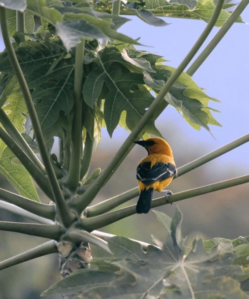 Turpial del Eje Cafetero, avistamiento de aves en Colombia.