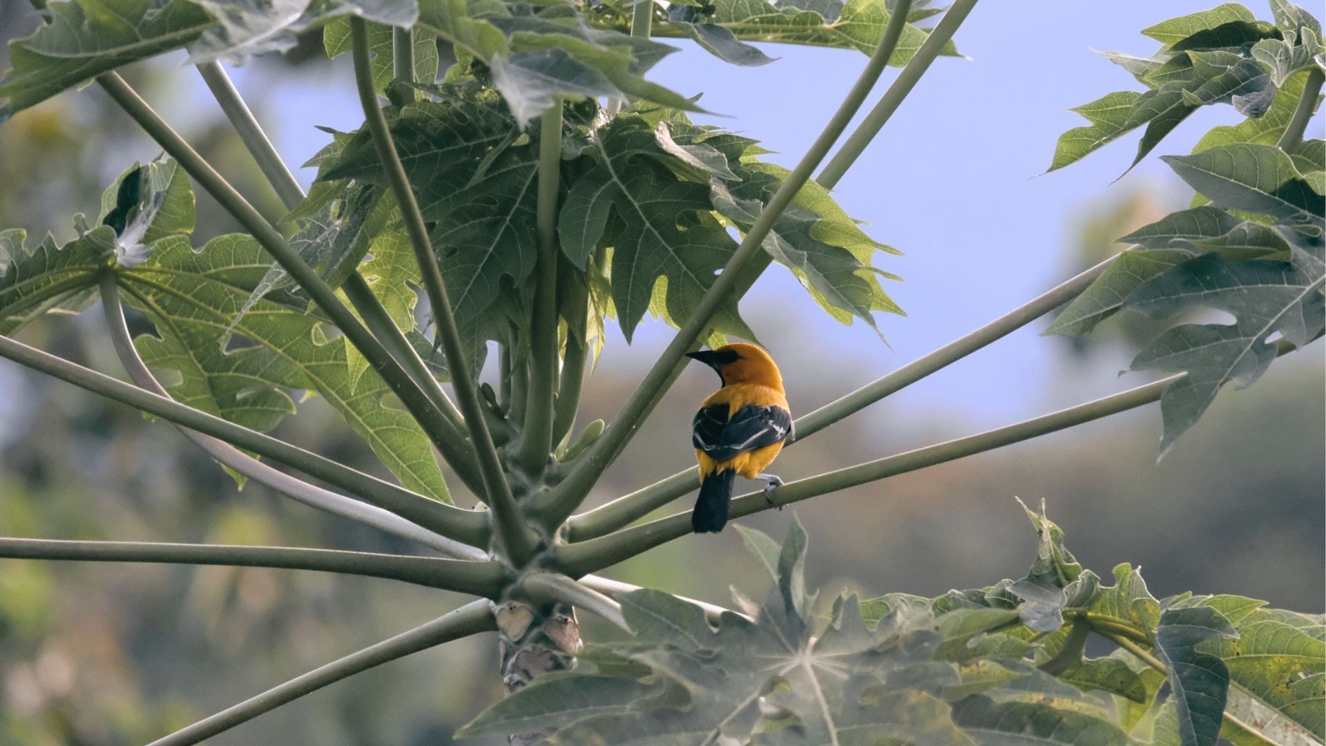 Turpial del Eje Cafetero, avistamiento de aves en Colombia.