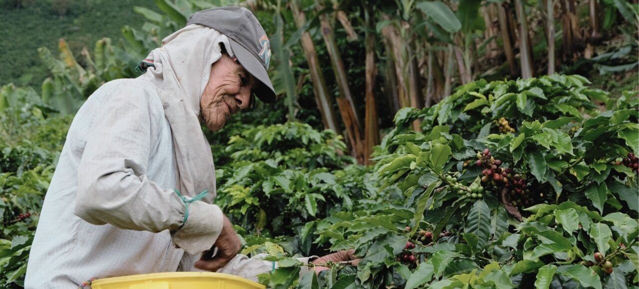 Campesino y caficultura artesanal – Eje Cafetero Campesino cultivando café en el Eje Cafetero, símbolo del lujo natural colombiano.