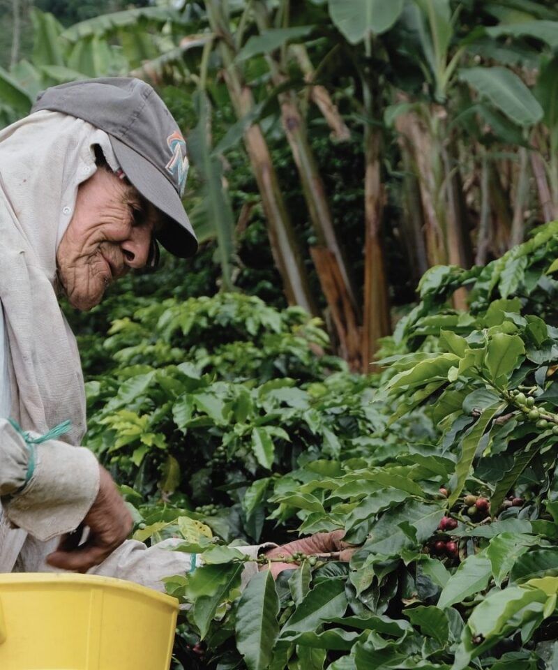 Campesino cultivando café en el Eje Cafetero, símbolo del lujo natural colombiano.