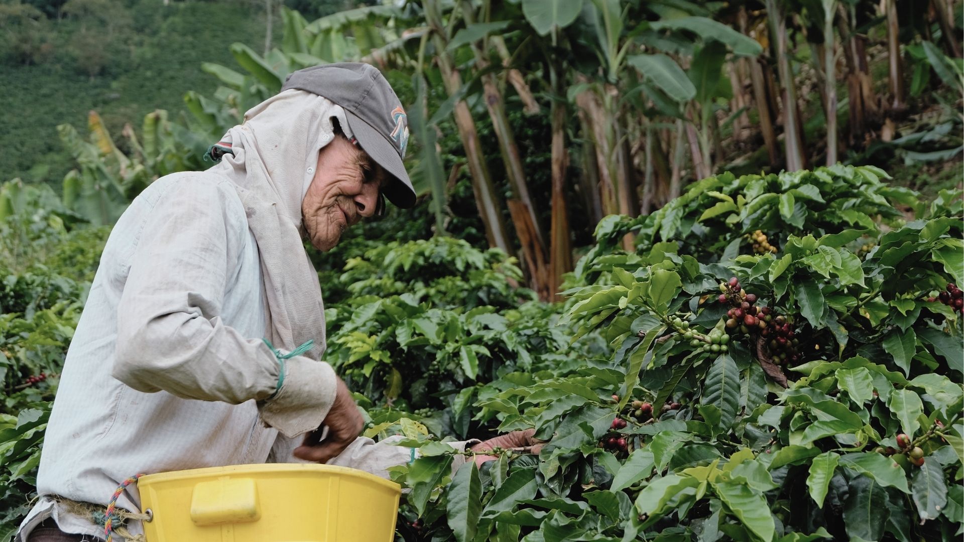 Campesino cultivando café en el Eje Cafetero, símbolo del lujo natural colombiano.