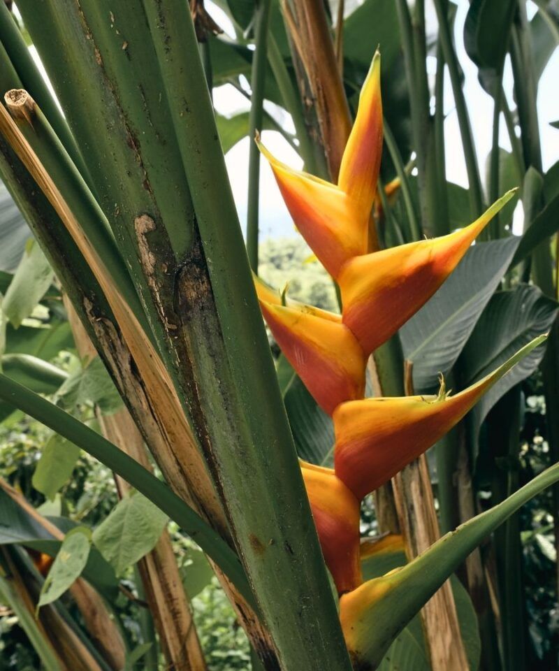 Heliconia amarilla, flor tropical del Eje Cafetero.