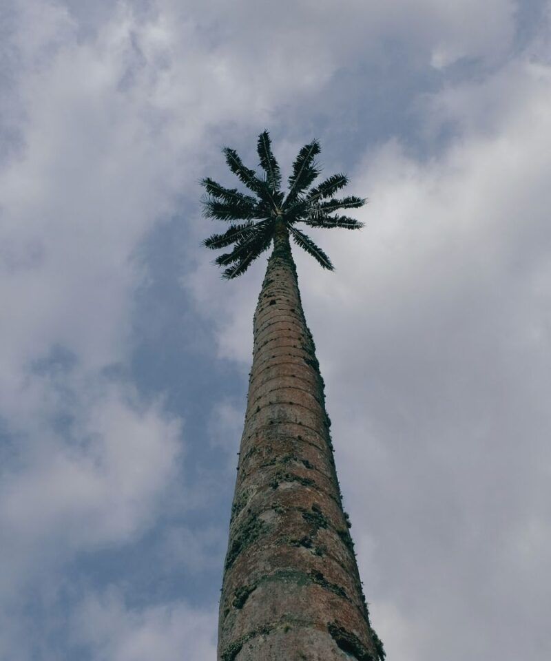 Palma de cera, árbol nacional de Colombia en el Valle del Cocora.