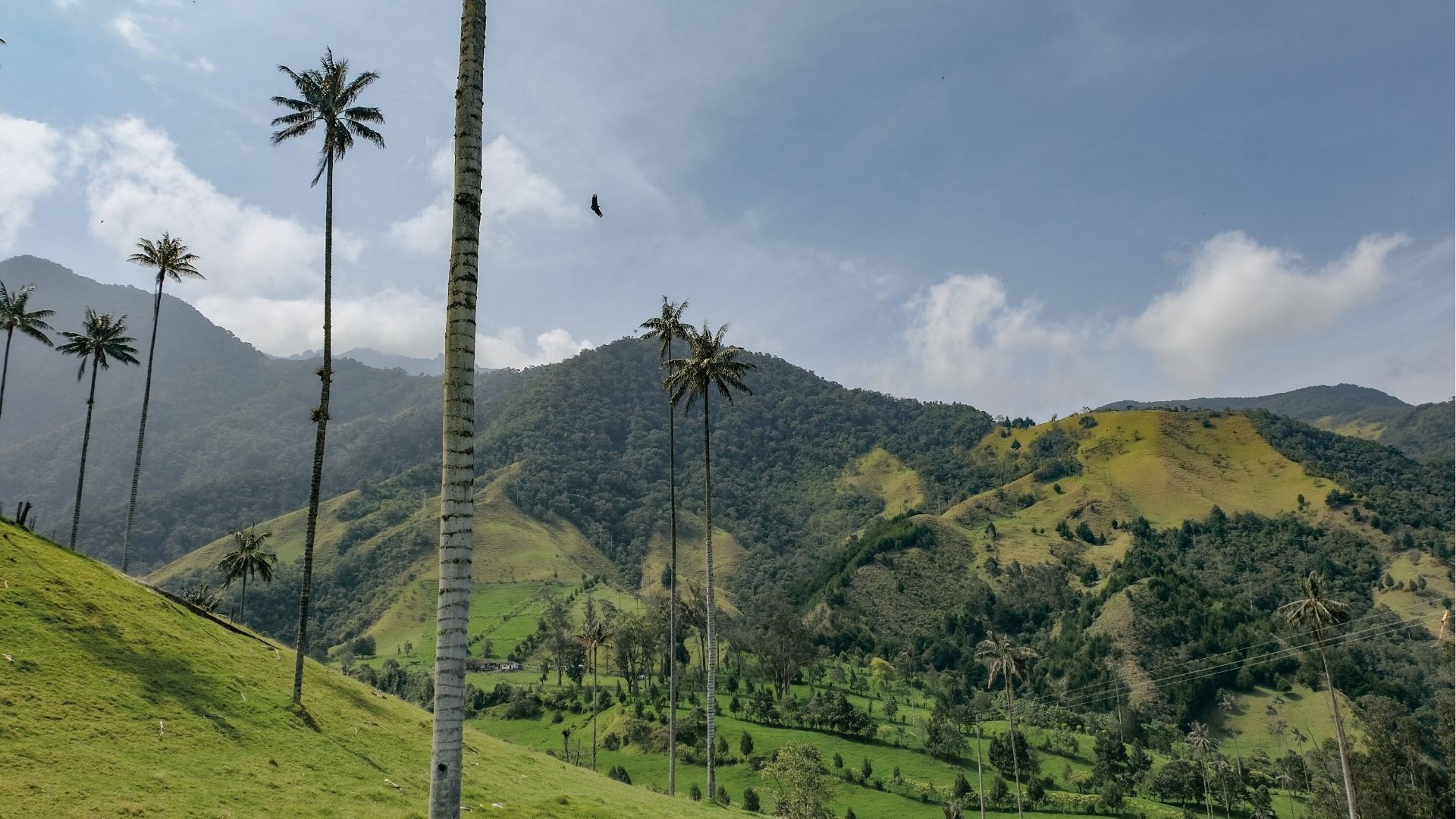 Valle del Cocora en el Eje Cafetero, naturaleza y lujo escénico de Colombia.