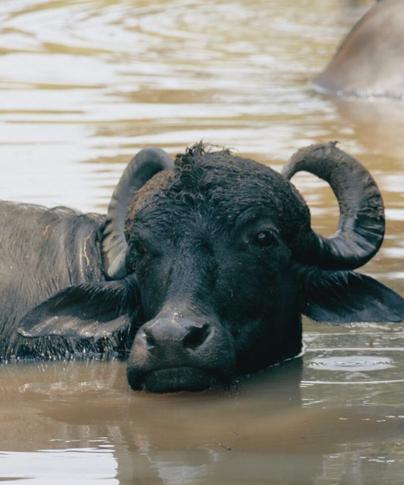 Ejemplar de búfalo en estanque – Turismo natural de lujo y vida silvestre en las llanuras de Colombia.