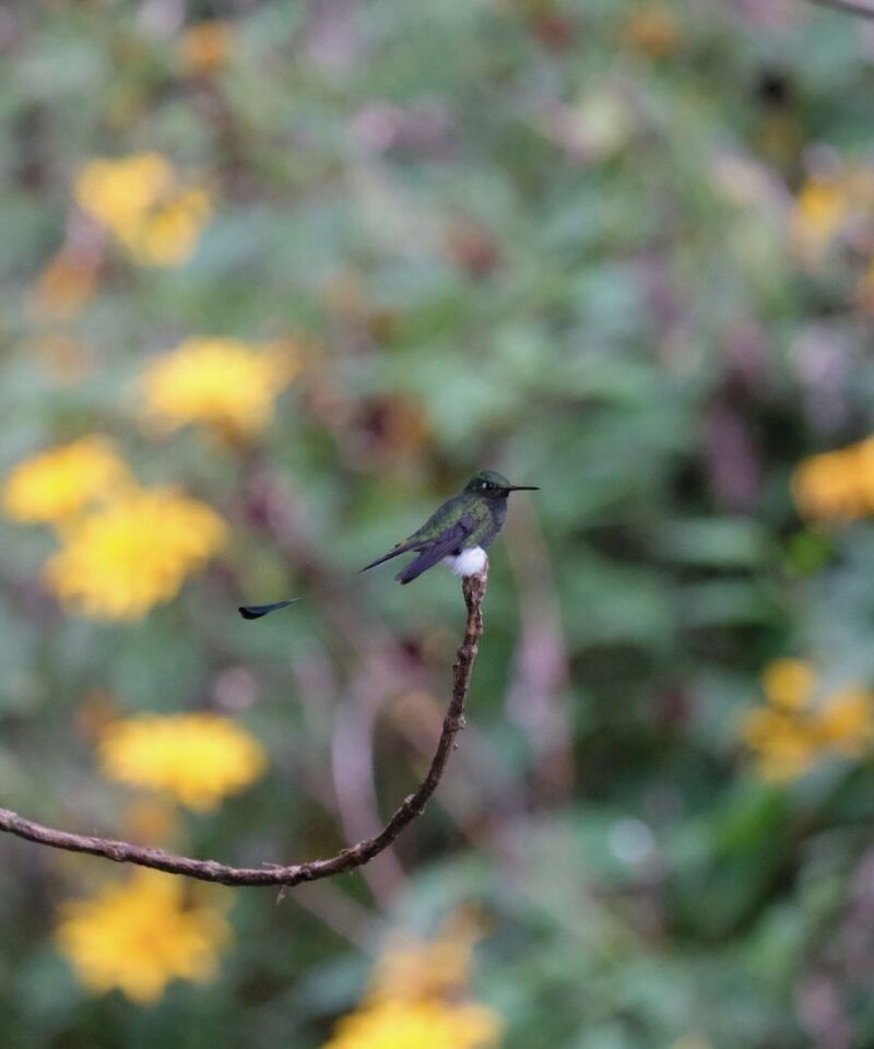 Colibrí colarraqueta de botas blancas – Avistamiento de aves de lujo y endemismo en Colombia.
