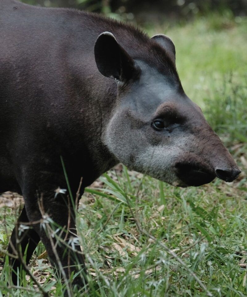 Ejemplar de danta en entorno natural – Expediciones de lujo y conservación de fauna en Colombia indómita.