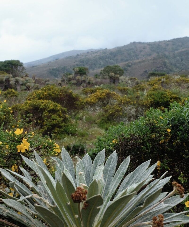 Ejemplar de frailejón en los páramos cercanos a Bogotá – Ecoturismo de lujo, alta montaña y expediciones de conservación.