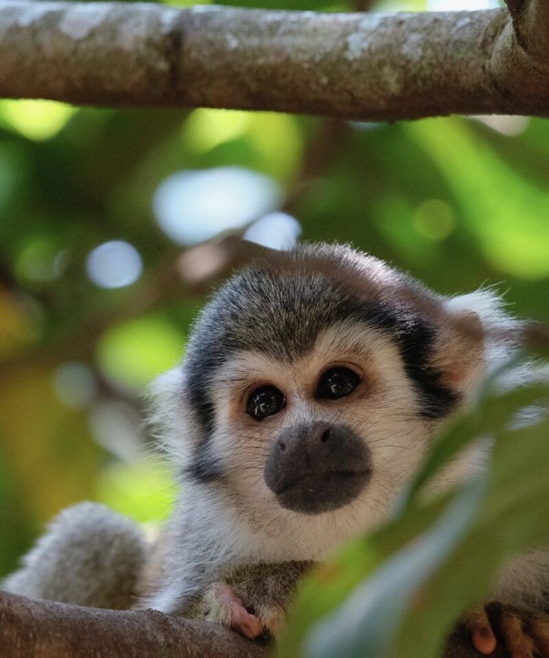 Mono Tití en su hábitat natural – Avistamiento de fauna y expediciones de lujo en la Amazonía Colombiana.