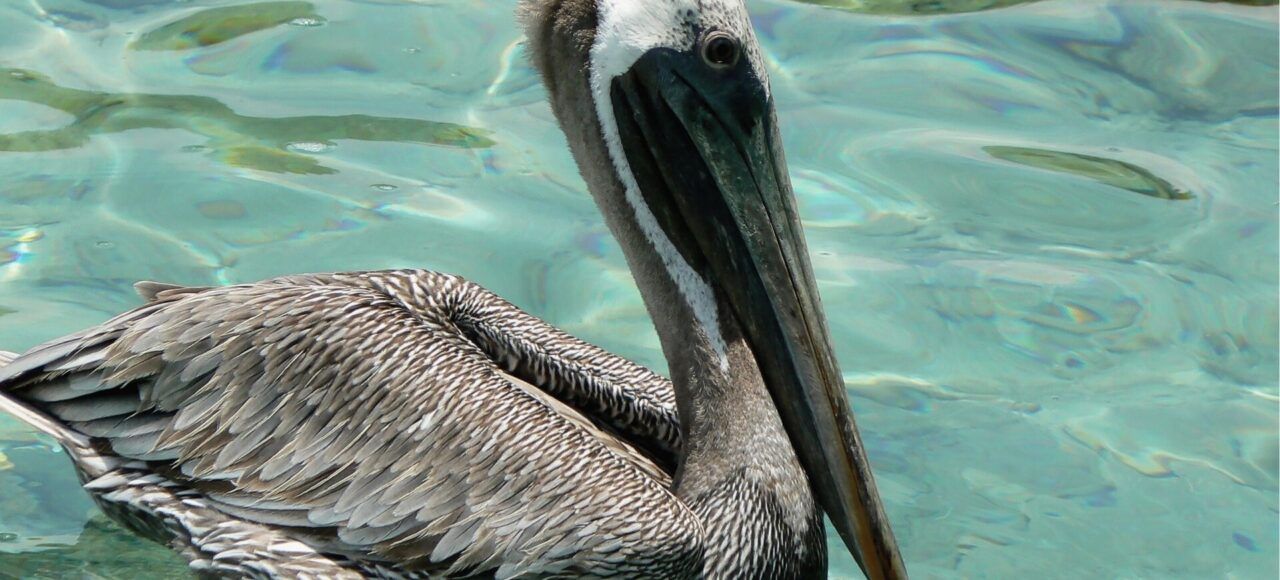El guardián del Caribe: Vida marina y tranquilidad en Islas del Rosario. Pelícano en las Islas del Rosario – Ecoturismo de lujo, avistamiento de aves marinas y experiencias privadas en el Caribe.