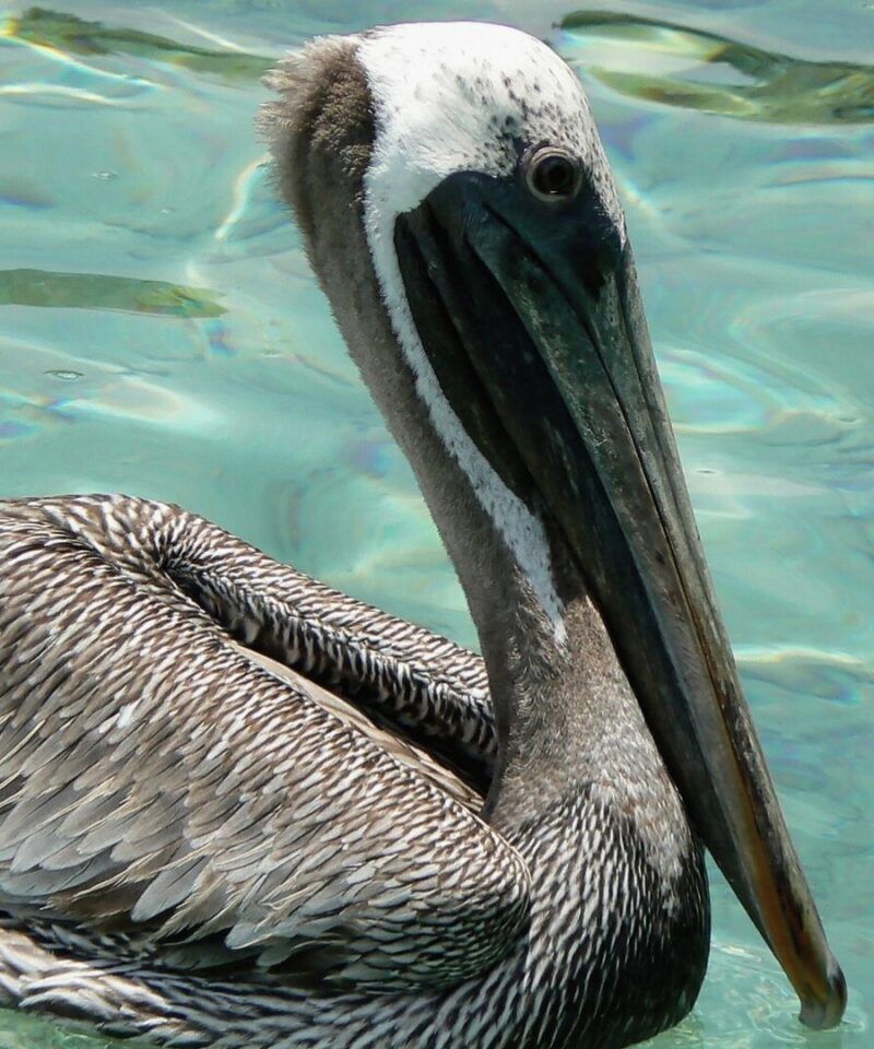 Pelícano en las Islas del Rosario – Ecoturismo de lujo, avistamiento de aves marinas y experiencias privadas en el Caribe.