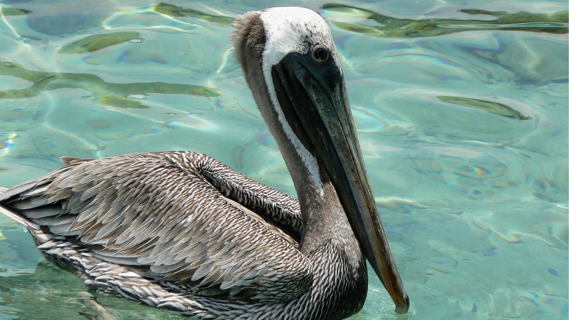 Pelícano en las Islas del Rosario – Ecoturismo de lujo, avistamiento de aves marinas y experiencias privadas en el Caribe.
