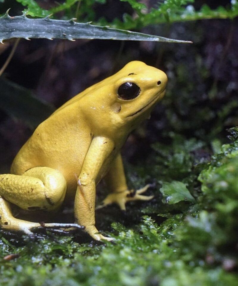 Rana dorada venenosa, especie endémica de las selvas de Colombia – Biodiversidad y conservación.