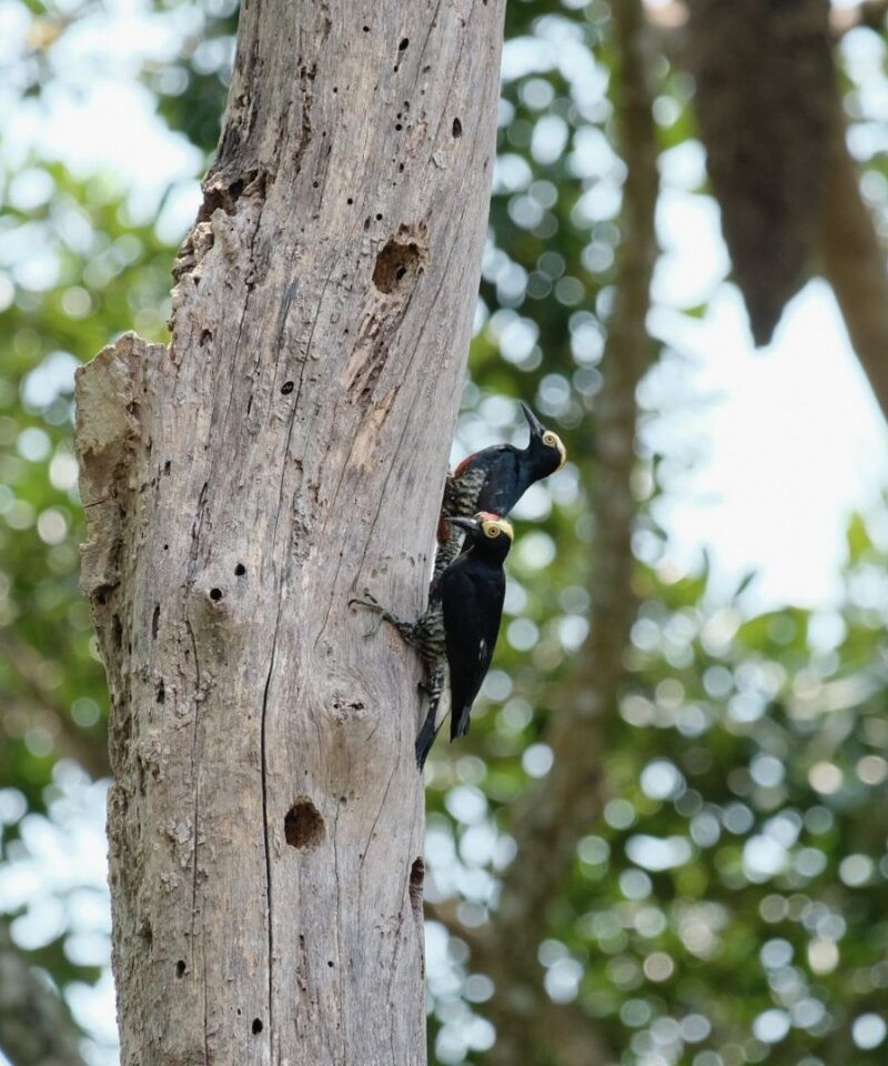 Carpintero cejón (Melanerpes cruentatus) – Avistamiento de aves en la Amazonía y expediciones de lujo.
