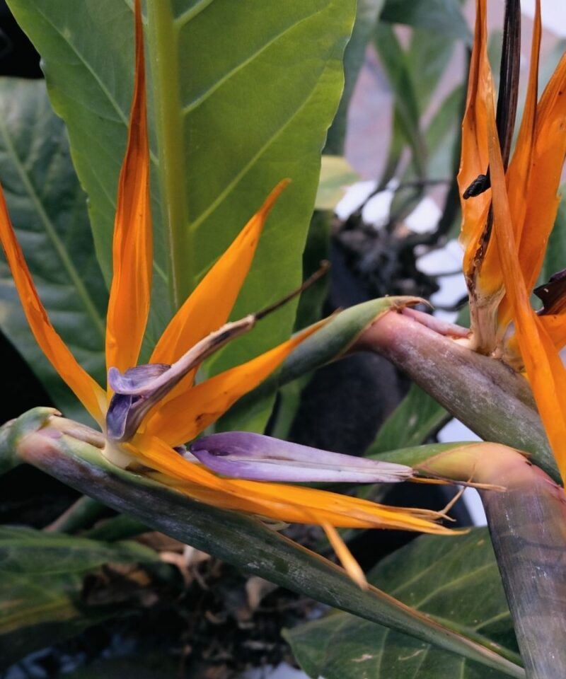 Planta Ave del Paraíso – Tours de diseño, jardinería y flora exótica en Colombia.