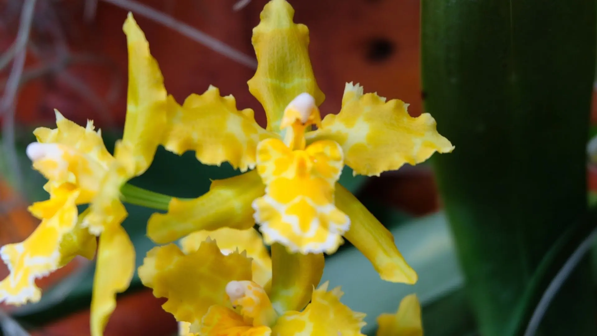 Orquídea amarilla de pétalos ondulados y labelo blanco y amarillo, del género Oncidium