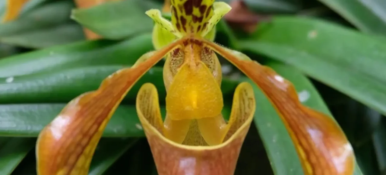 Orquídea zapatilla (Phragmipedium), especies neotropicales presentes en los Andes colombianos Orquídea tipo zapatilla del género Phragmipedium, con pétalos alargados en tonos cobre y bolsa central amarilla