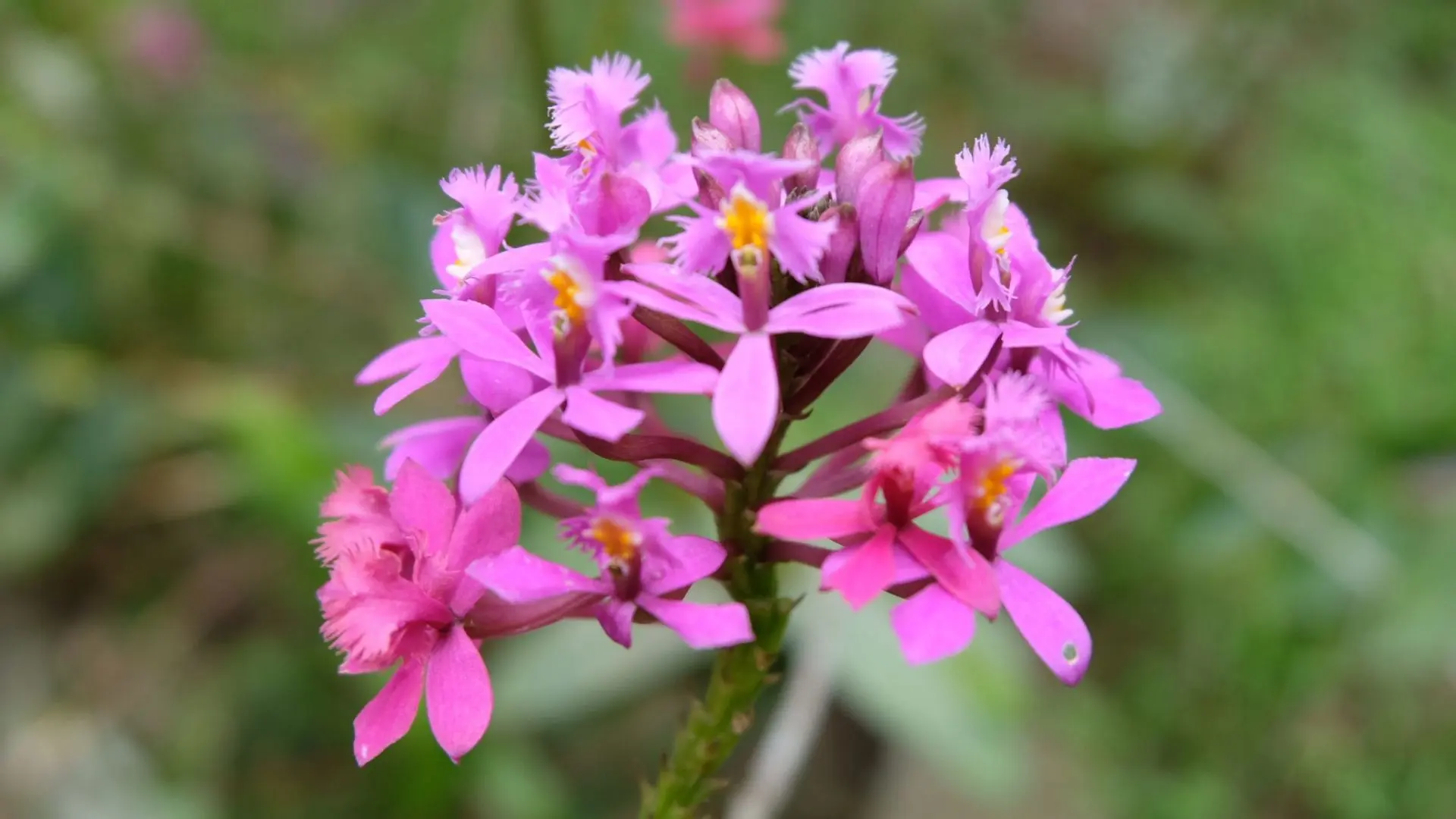 Epidendrum radicans, la orquídea llama Racimo de pequeñas flores fucsia con bordes recortados de la orquídea Epidendrum radicans