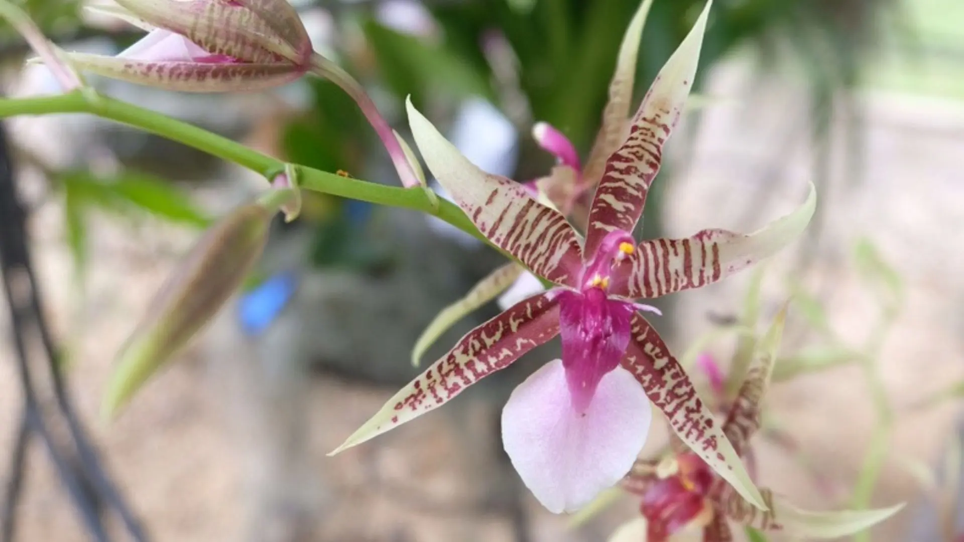 Híbrido de orquídea del grupo Oncidiinae Orquídea con sépalos alargados rayados en vino y crema y labelo amplio en tono rosado