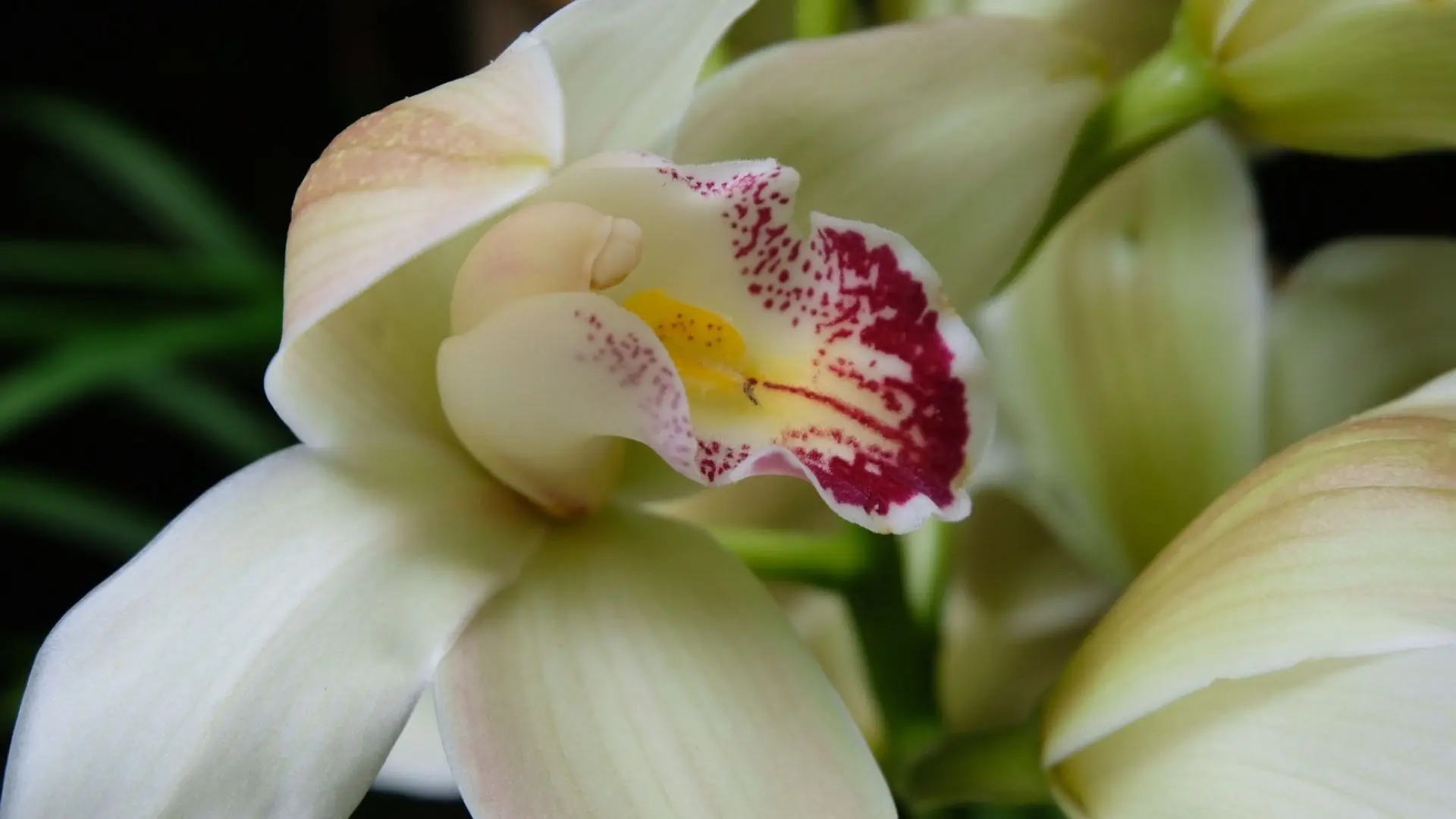 Detalle del labelo de un Cymbidium Primer plano del labelo de una orquídea Cymbidium color crema con motas color vino y centro amarillo