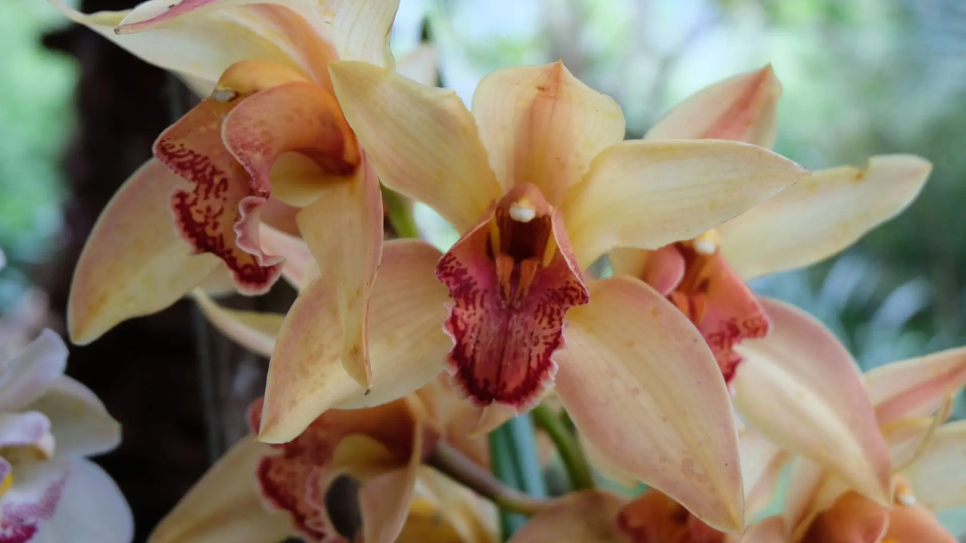 Cymbidium en la colección de orquídeas de Manizales Orquídea Cymbidium de pétalos color durazno y labelo rojo vino con bordes blancos