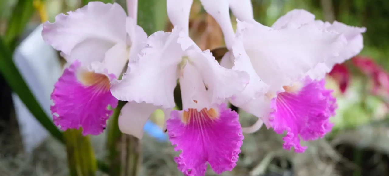 Cattleya trianae, la flor nacional de Colombia en flor Racimo de flores de Cattleya trianae, la orquídea flor nacional de Colombia, con pétalos blanco-rosados y labelo fucsia intenso