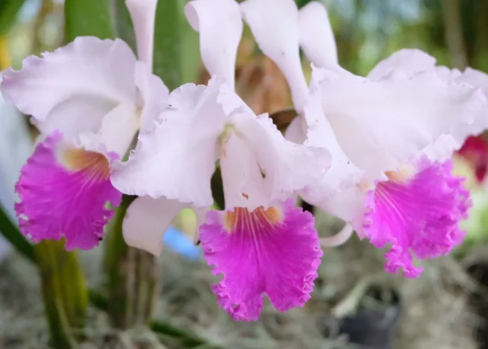 Racimo de flores de Cattleya trianae, la orquídea flor nacional de Colombia, con pétalos blanco-rosados y labelo fucsia intenso