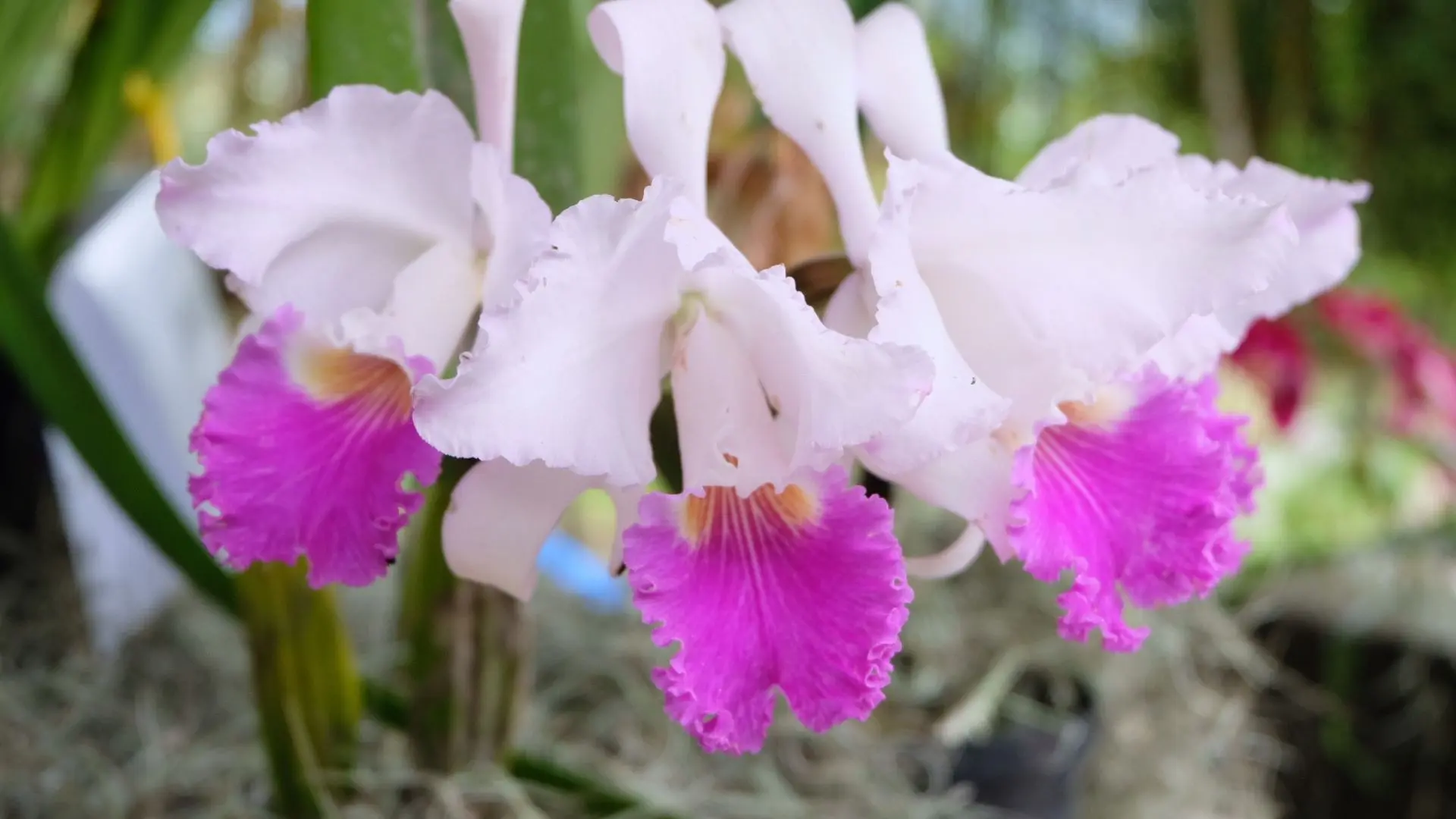 Racimo de flores de Cattleya trianae, la orquídea flor nacional de Colombia, con pétalos blanco-rosados y labelo fucsia intenso