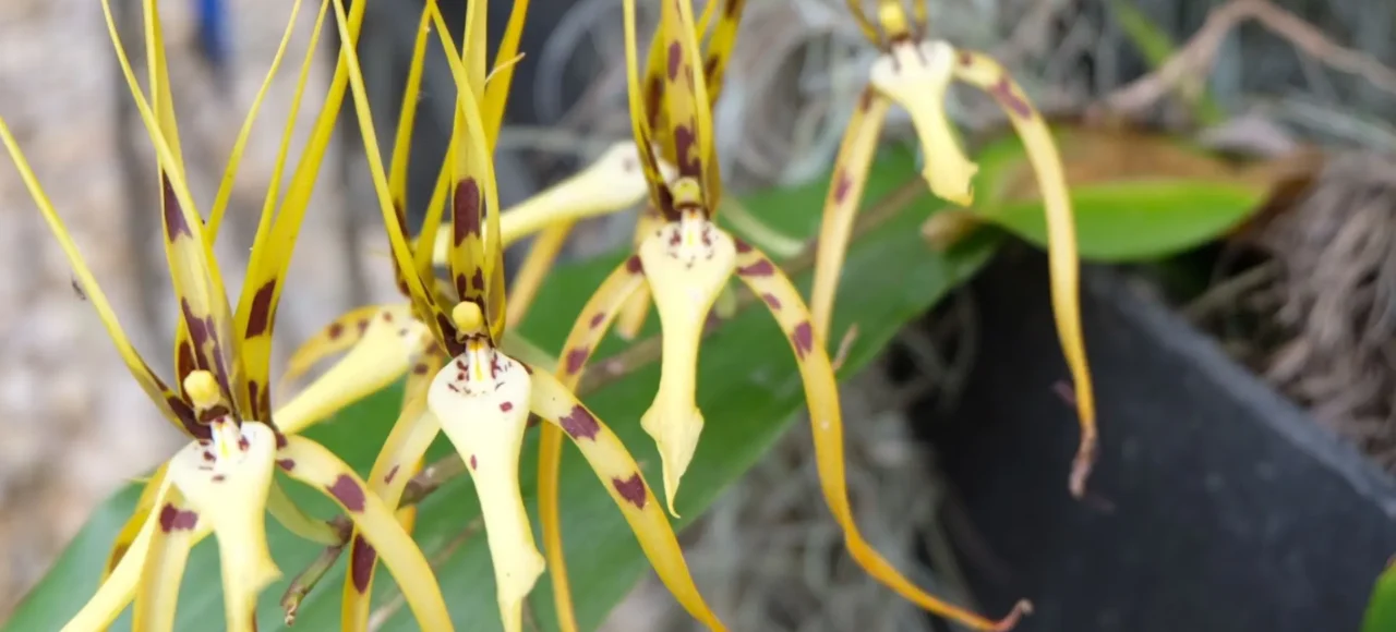 Orquídea araña (Brassia), una de las formas más singulares de la familia Orchidaceae en Colombia Orquídea del género Brassia, conocida como orquídea araña, con pétalos amarillos alargados y manchas color vino