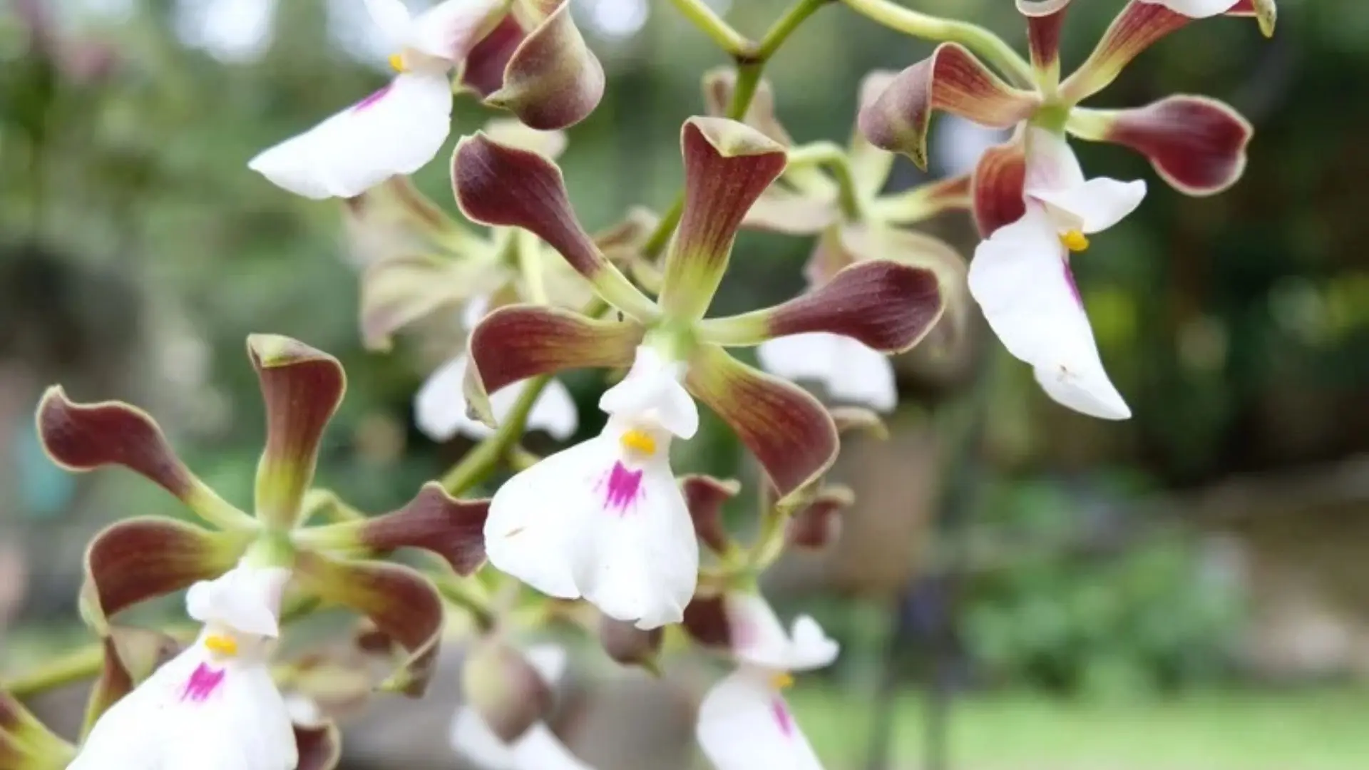 Myrmecophila, la orquídea hormiga Racimo de orquídeas Myrmecophila con pétalos color vino retorcidos y labelo blanco con mancha fucsia