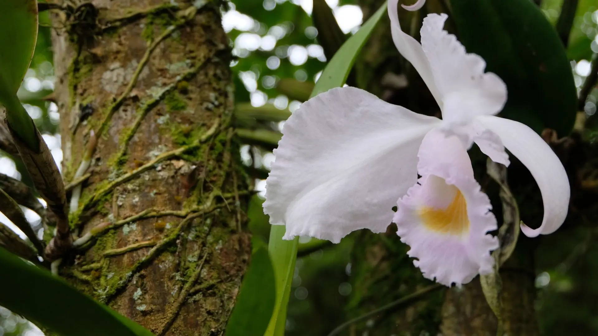Orquídea Cattleya creciendo como epífita sobre un árbol Flor blanca de una orquídea del género Cattleya sobre el tronco de un árbol en la selva húmeda de Colombia