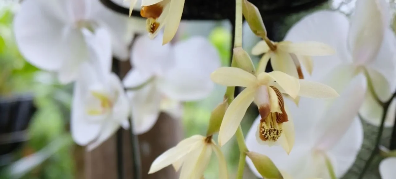Variedad de orquídeas cultivadas en una colección colombiana Orquídeas Cymbidium de tono crema y orquídeas Phalaenopsis blancas creciendo juntas en un invernadero